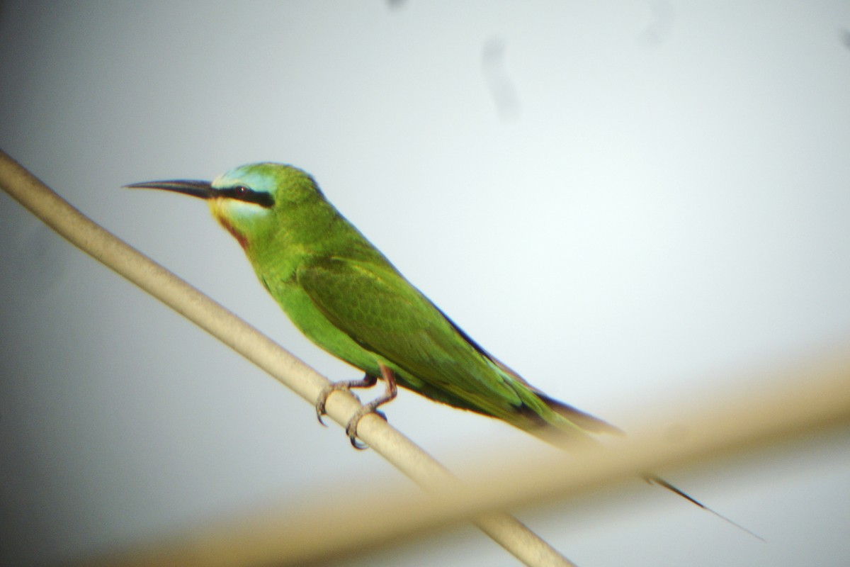 Blue-cheeked Bee-eater - ML214489431