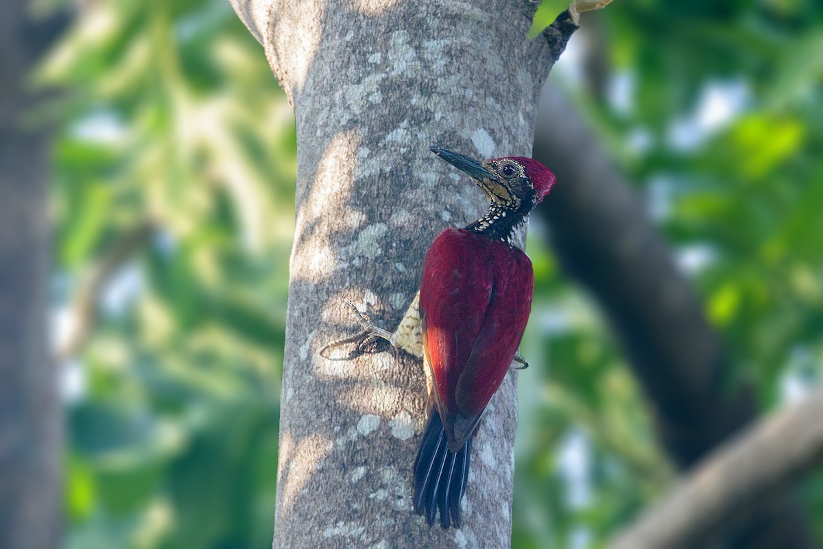 Luzon Flameback - Bradley Hacker 🦜