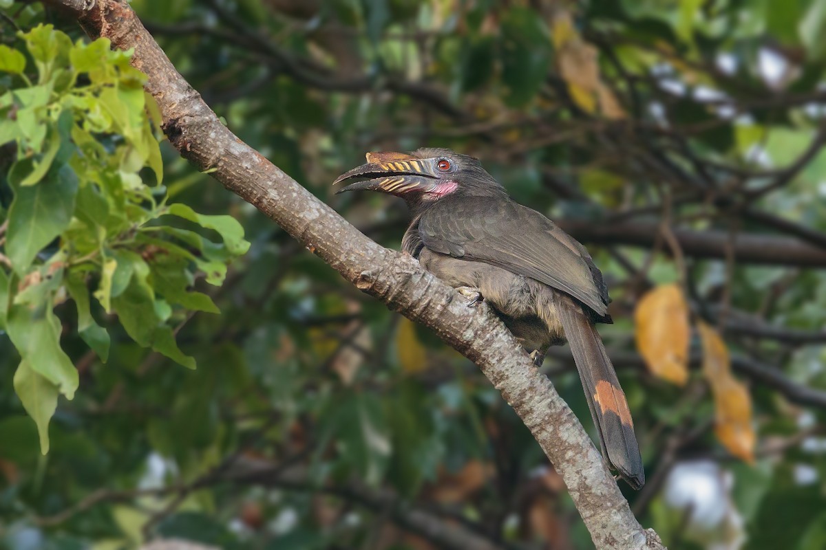 Luzon Hornbill - Bradley Hacker 🦜