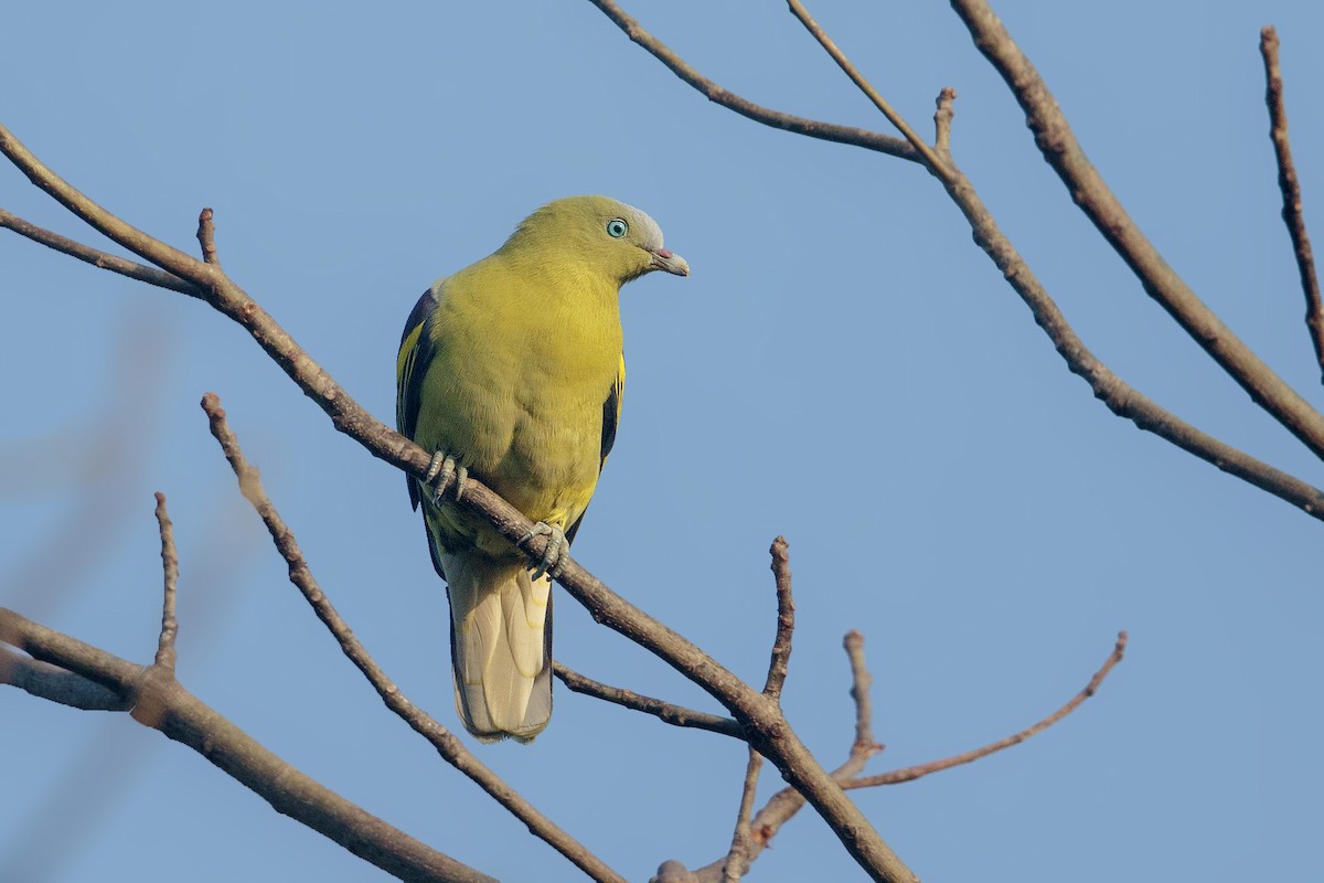 Philippine Green-Pigeon - Bradley Hacker 🦜