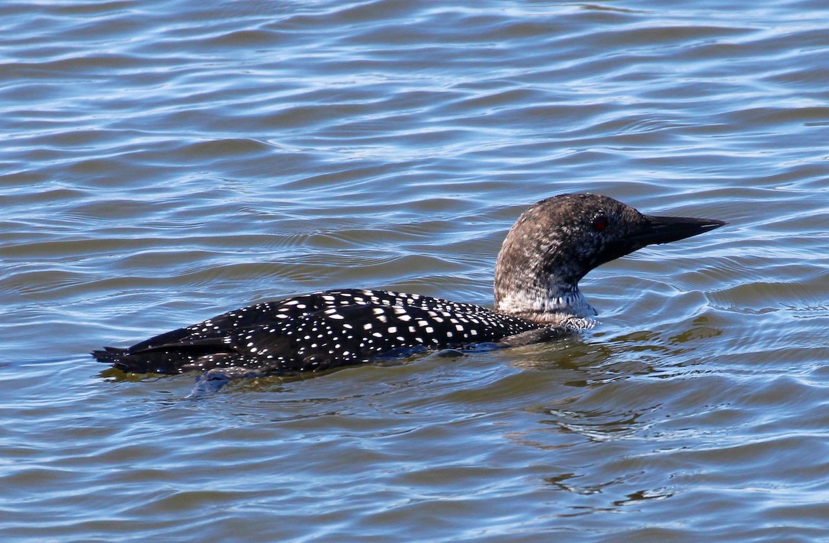 Plongeon huard - ML214492751