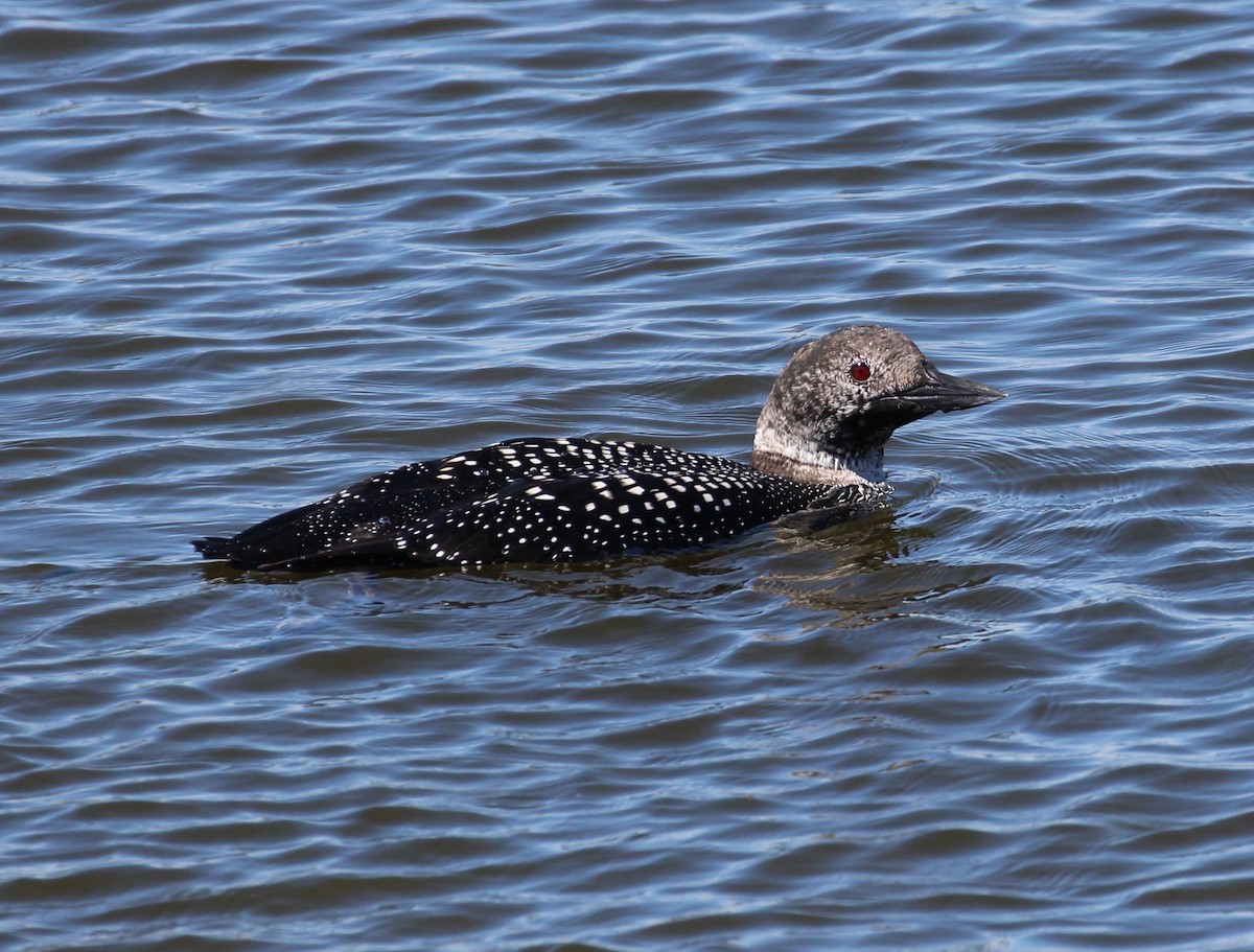 Common Loon - ML214493471