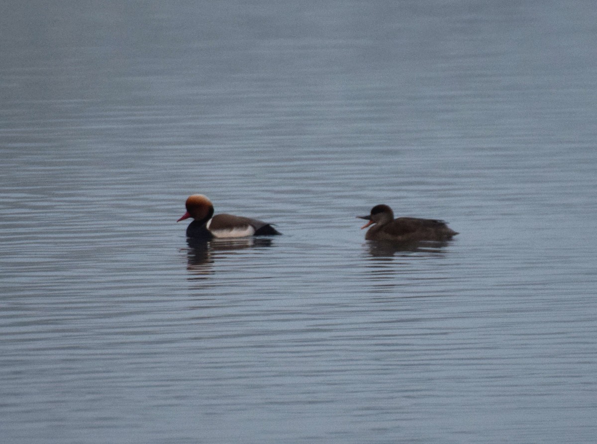 Red-crested Pochard - ML214493731