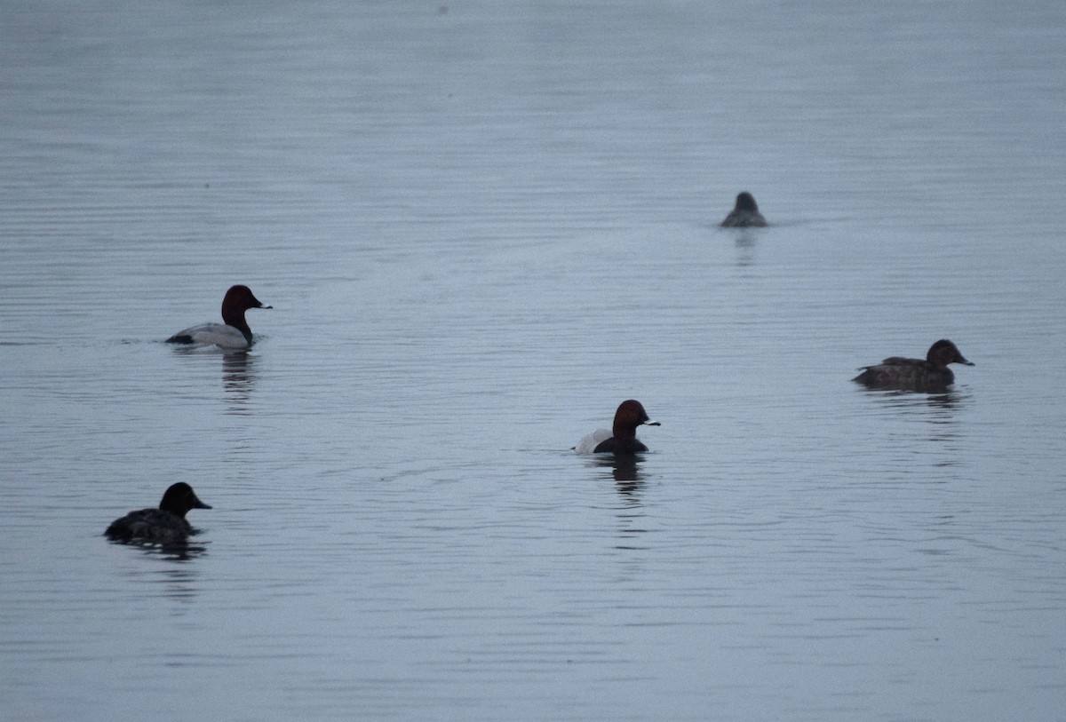 Common Pochard - ML214493761