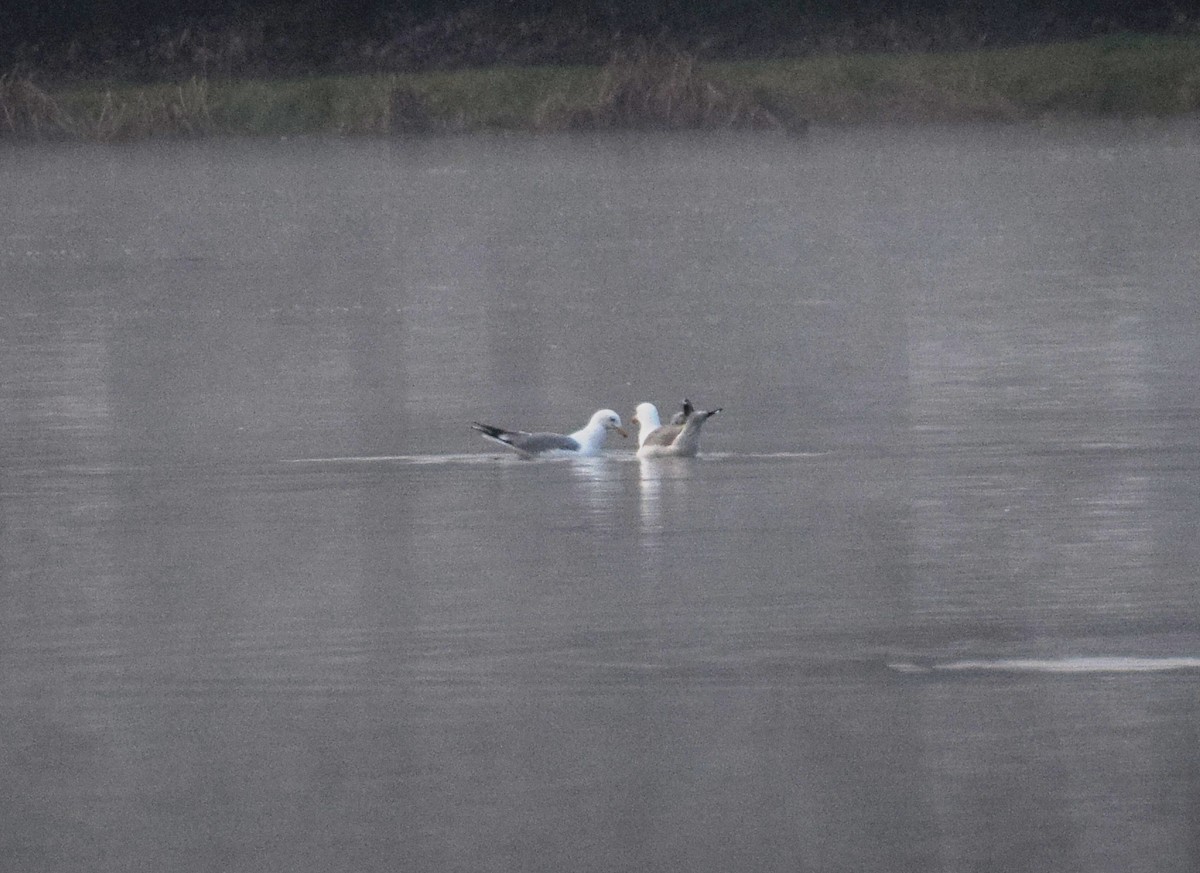 Yellow-legged Gull - A Emmerson