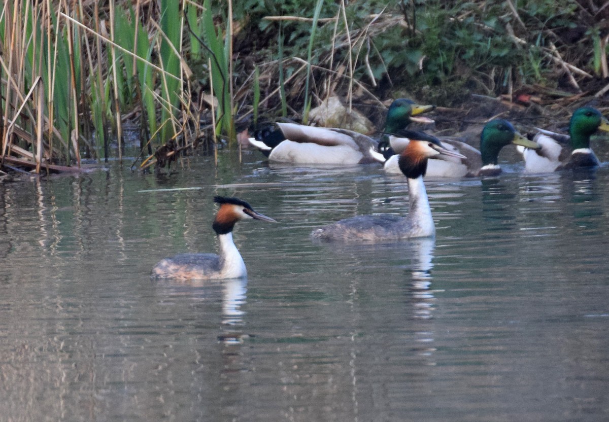 Great Crested Grebe - ML214494091