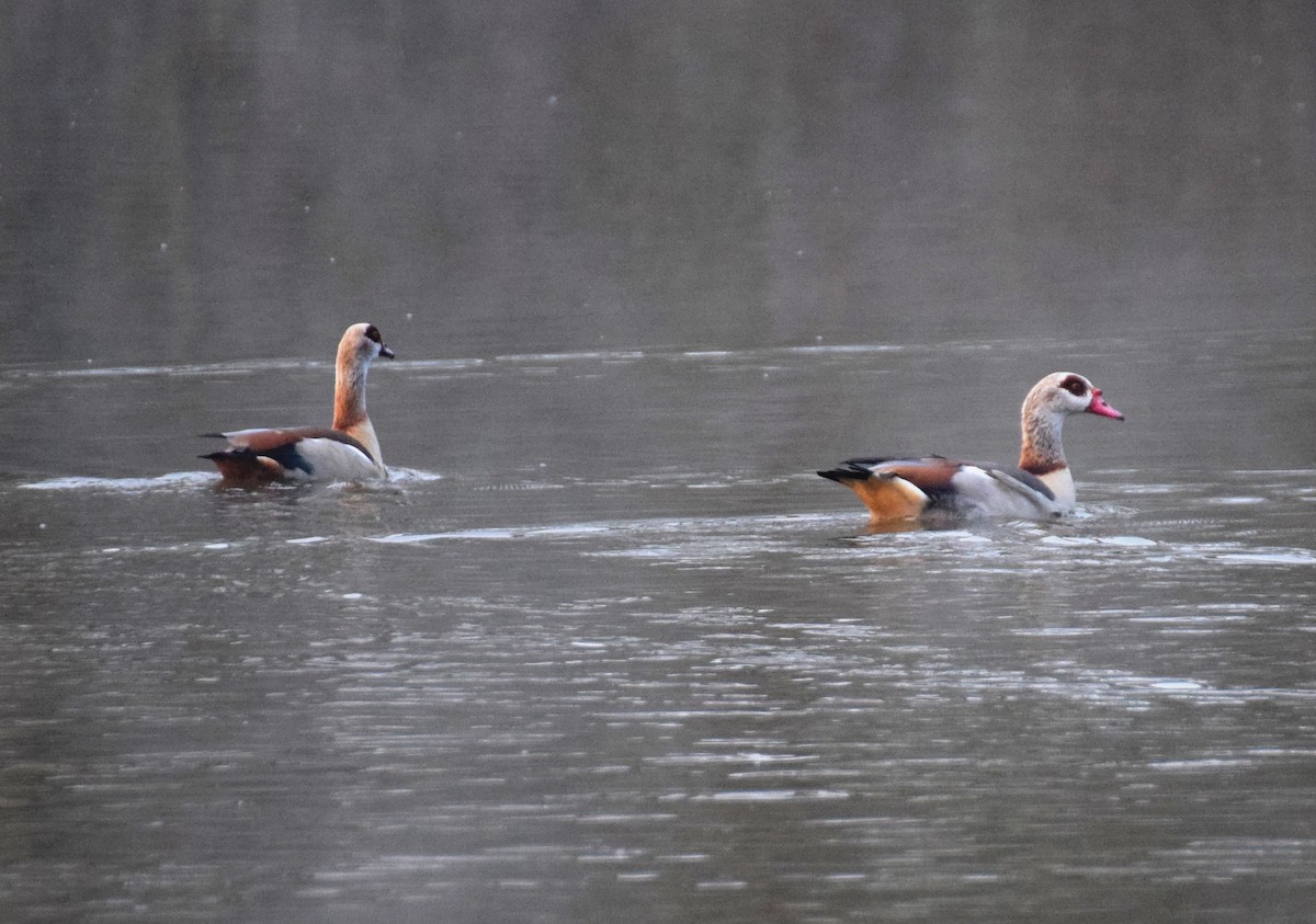 Egyptian Goose - ML214494221