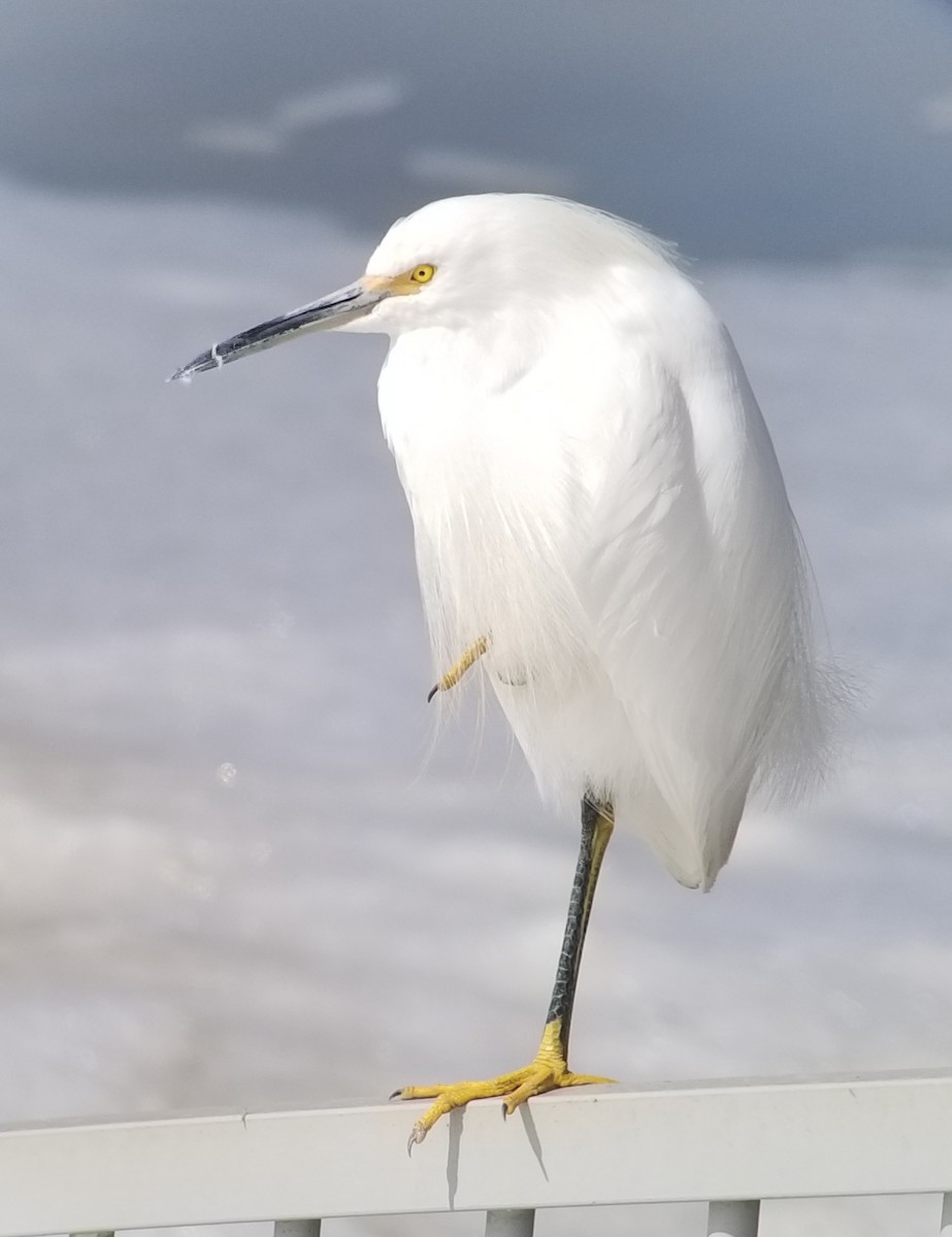 Snowy Egret - Donald Pendleton