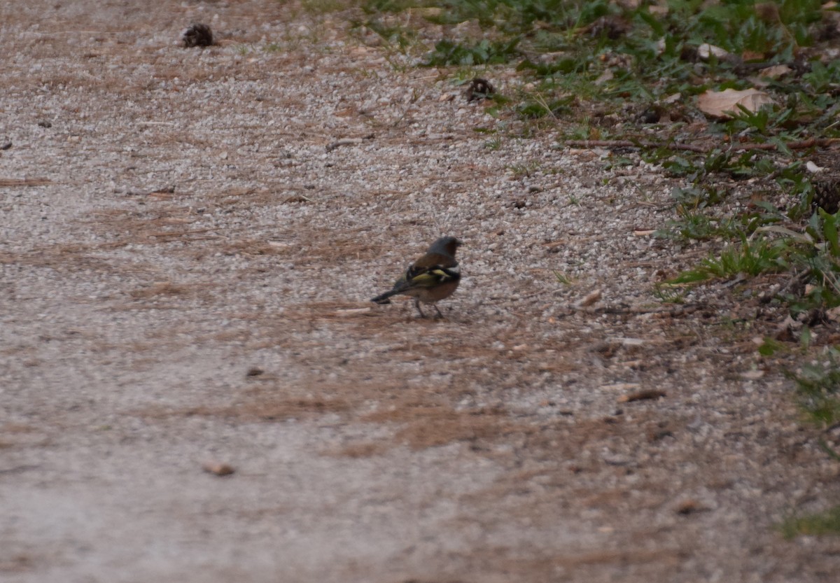 Common Chaffinch - ML214494291