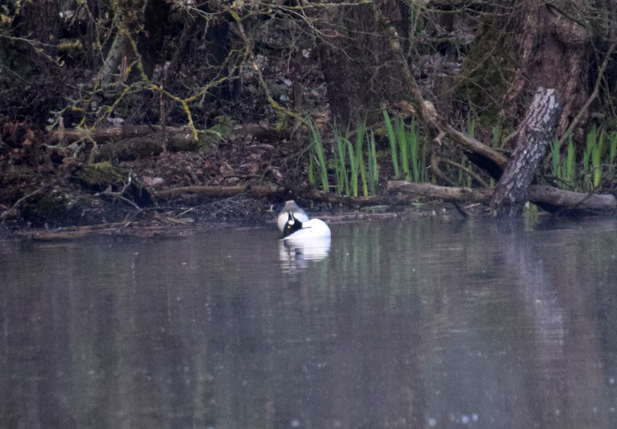 Common Goldeneye - ML214494351