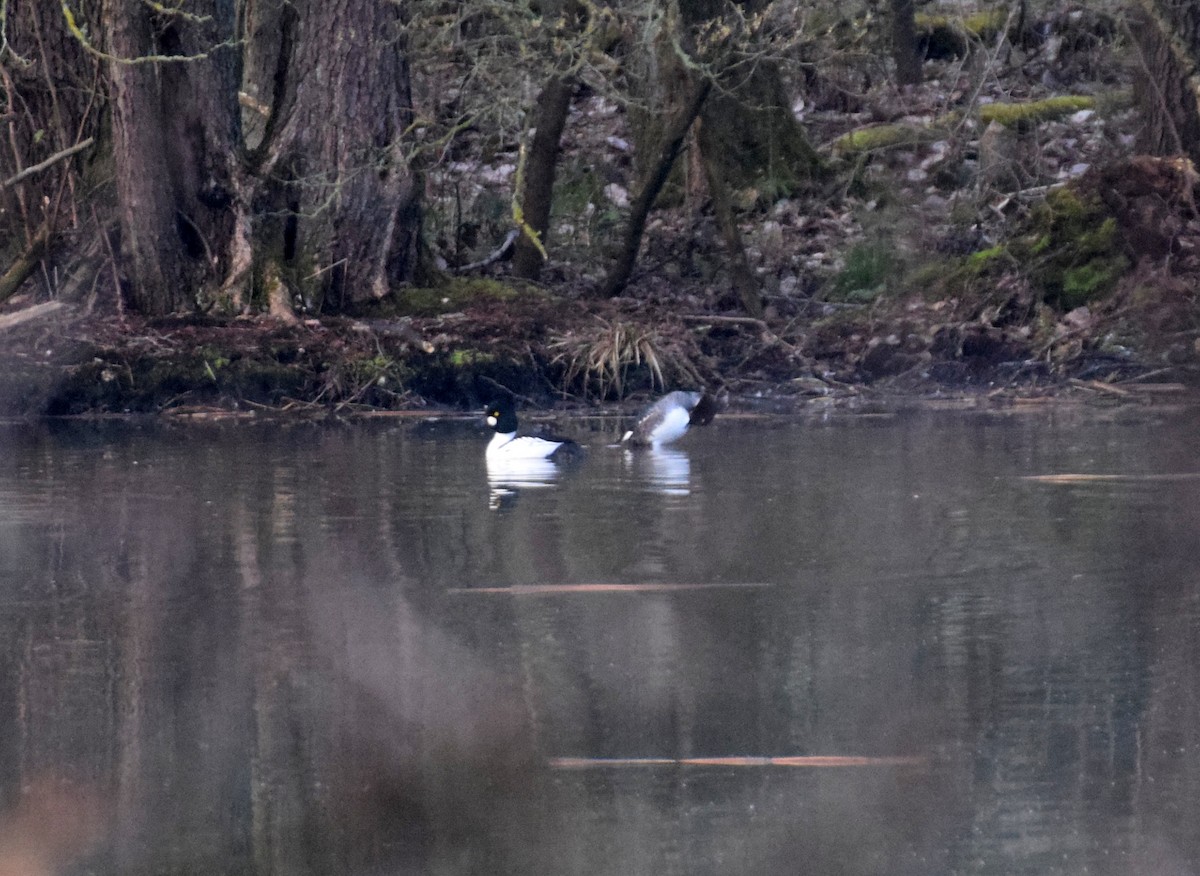 Common Goldeneye - A Emmerson