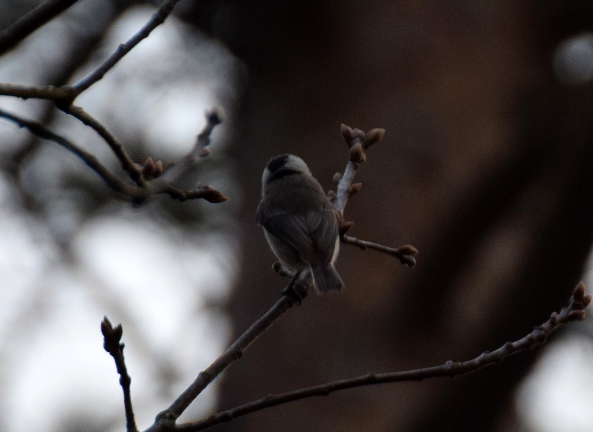 Marsh Tit - ML214494431