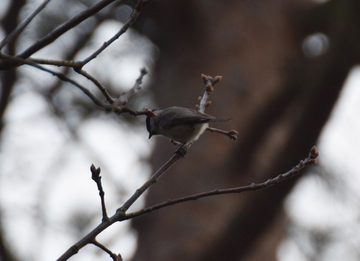 Marsh Tit - ML214494461