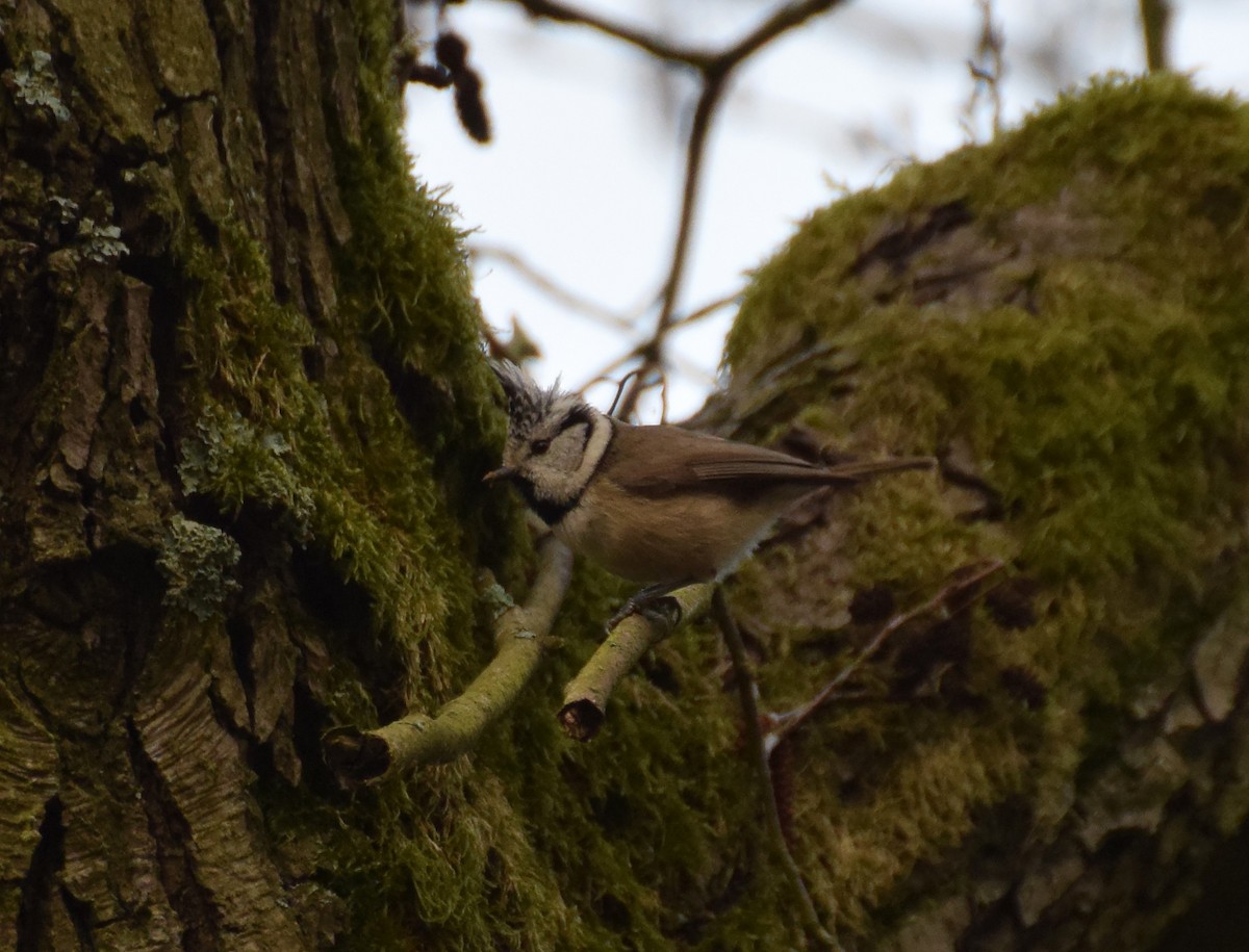 Crested Tit - ML214494501