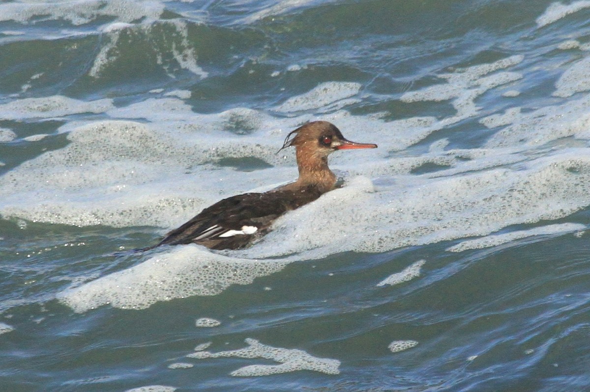 Red-breasted Merganser - ML214494581