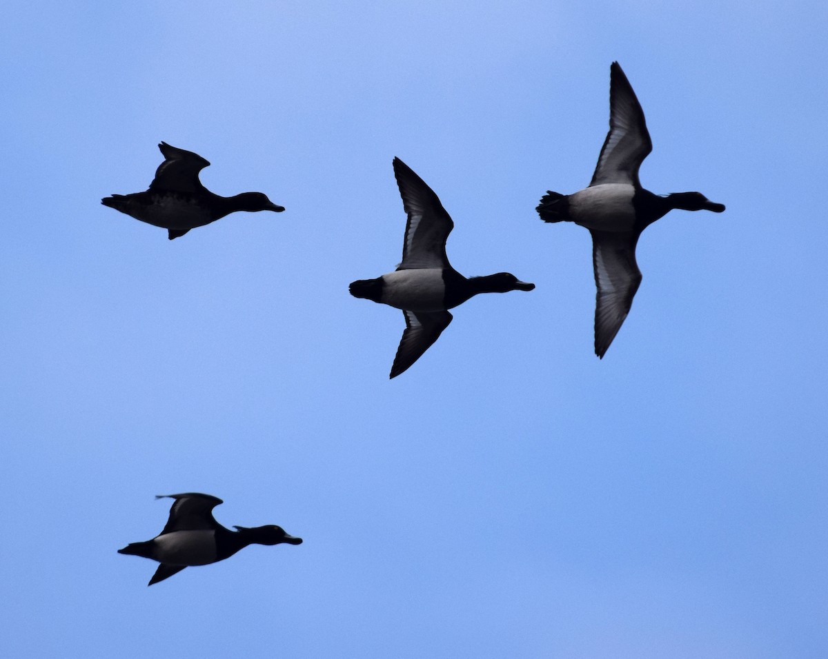 Tufted Duck - ML214494621