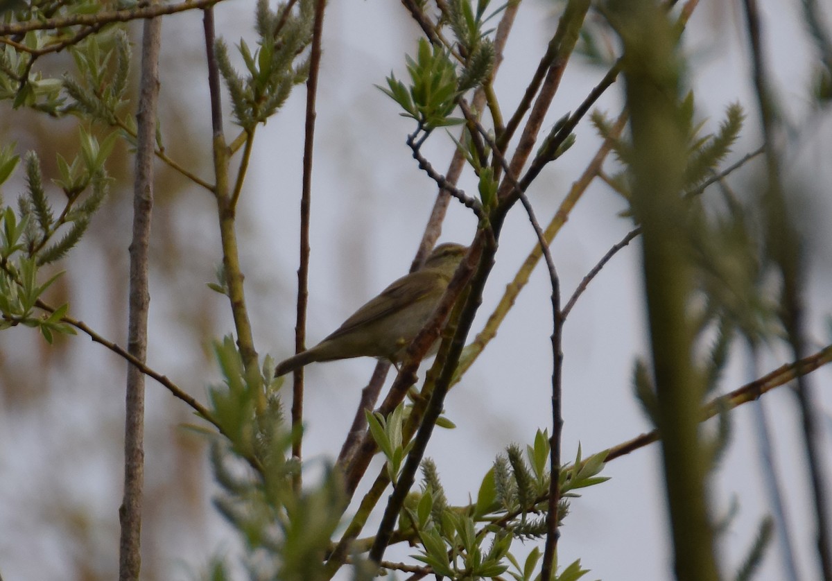 Willow Warbler - ML214494731