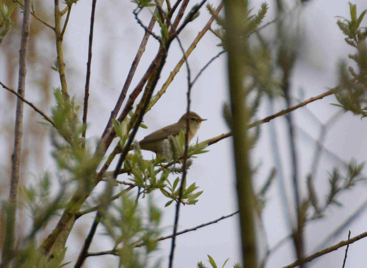 Willow Warbler - ML214494741