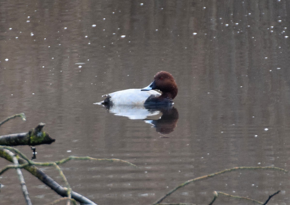 Common Pochard - ML214494831