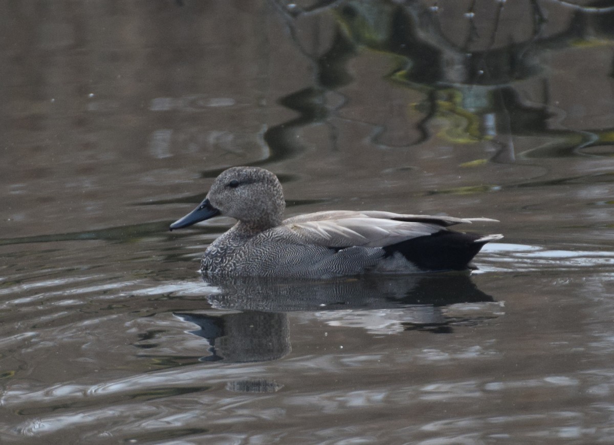 Canard chipeau (strepera) - ML214494901