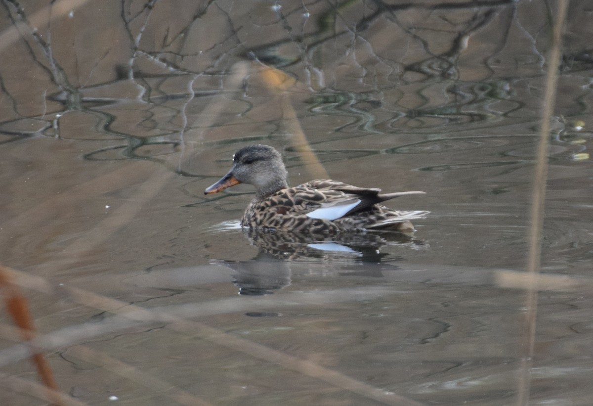 Canard chipeau (strepera) - ML214494911