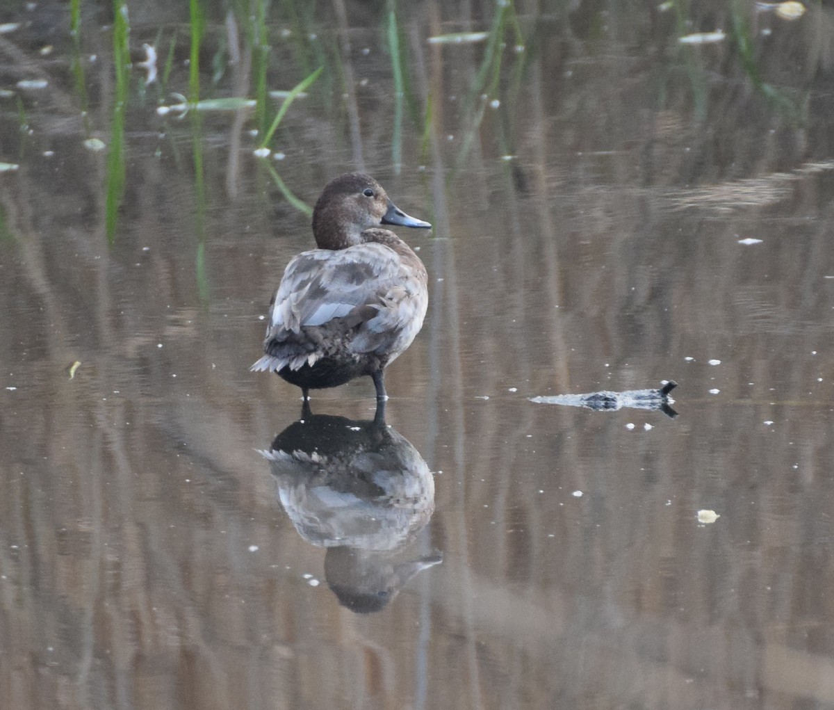 Common Pochard - ML214494971