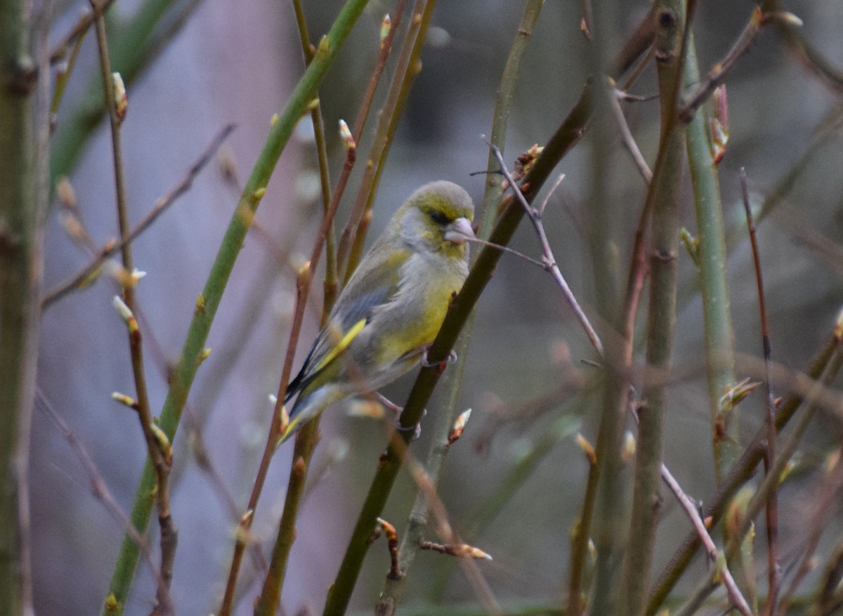 European Greenfinch - ML214495111