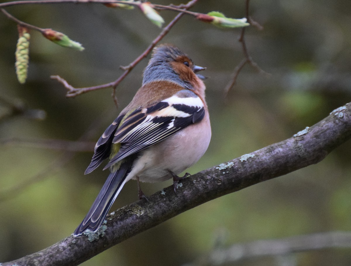 Common Chaffinch - ML214495231