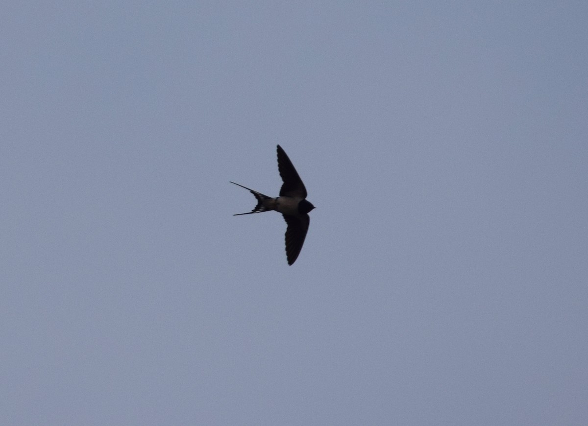 Barn Swallow - ML214495301