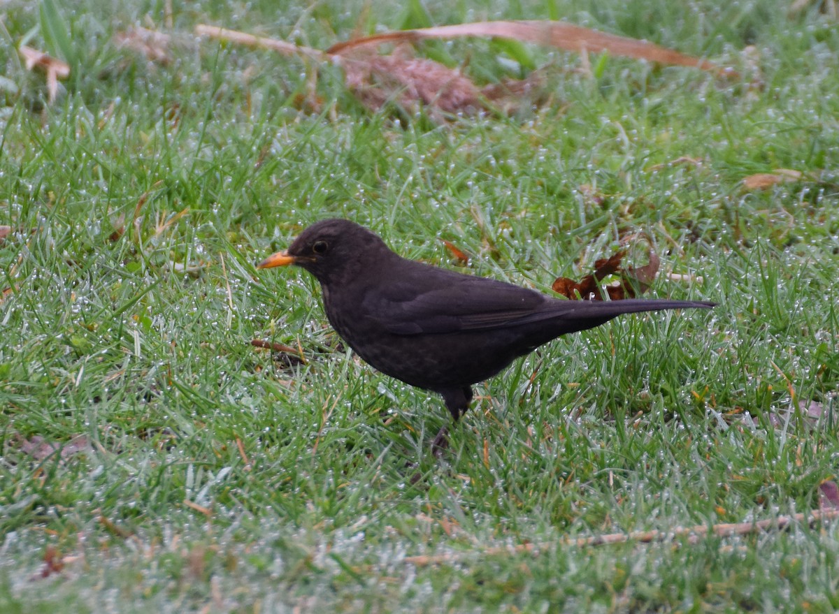 Eurasian Blackbird - ML214495371