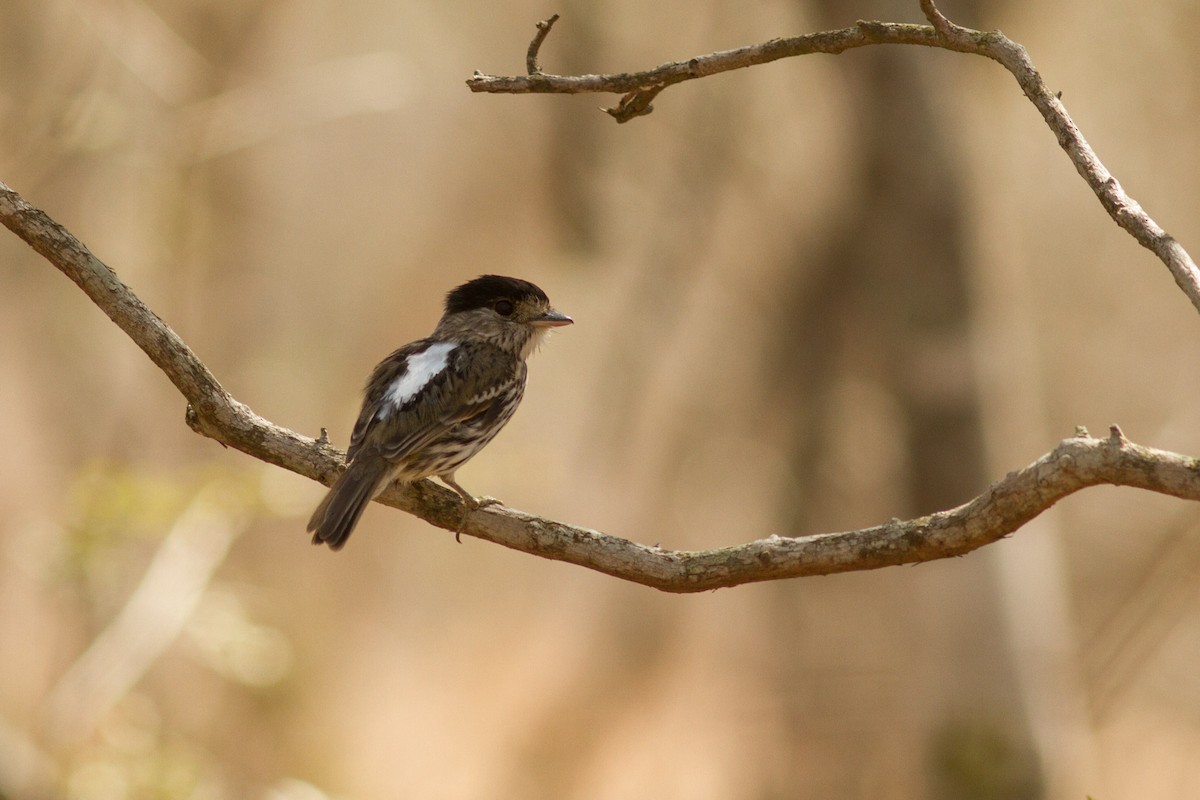 African Broadbill - Josh Engel