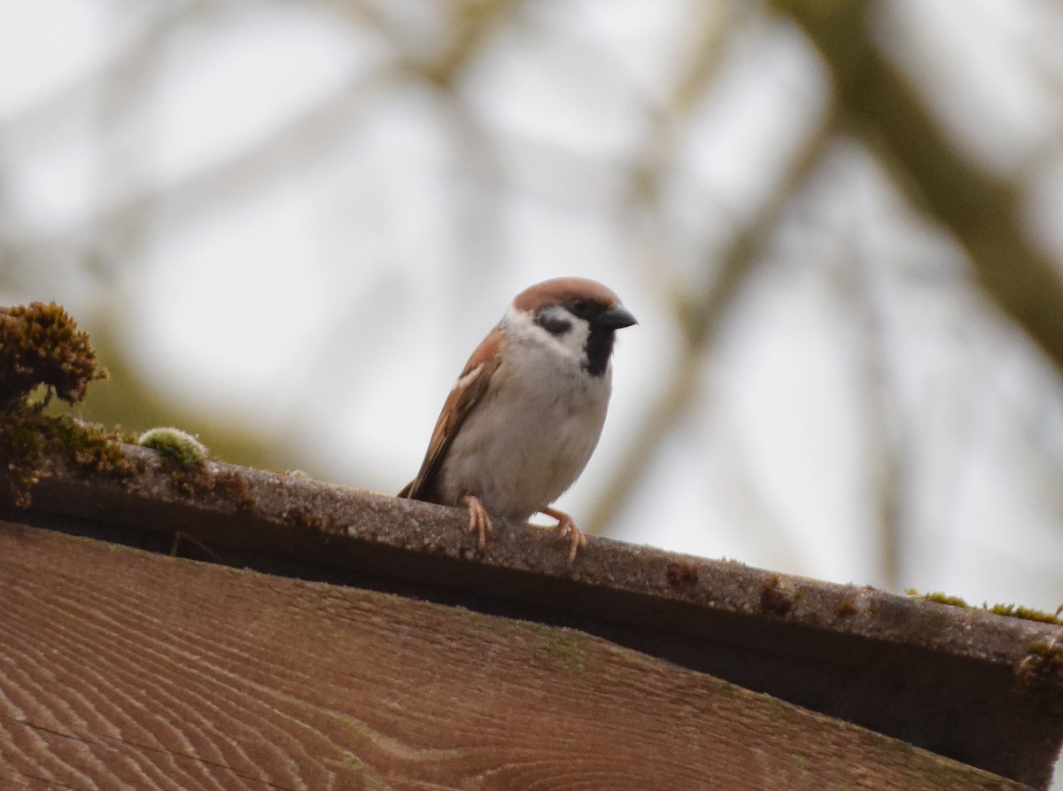 Eurasian Tree Sparrow - ML214495411