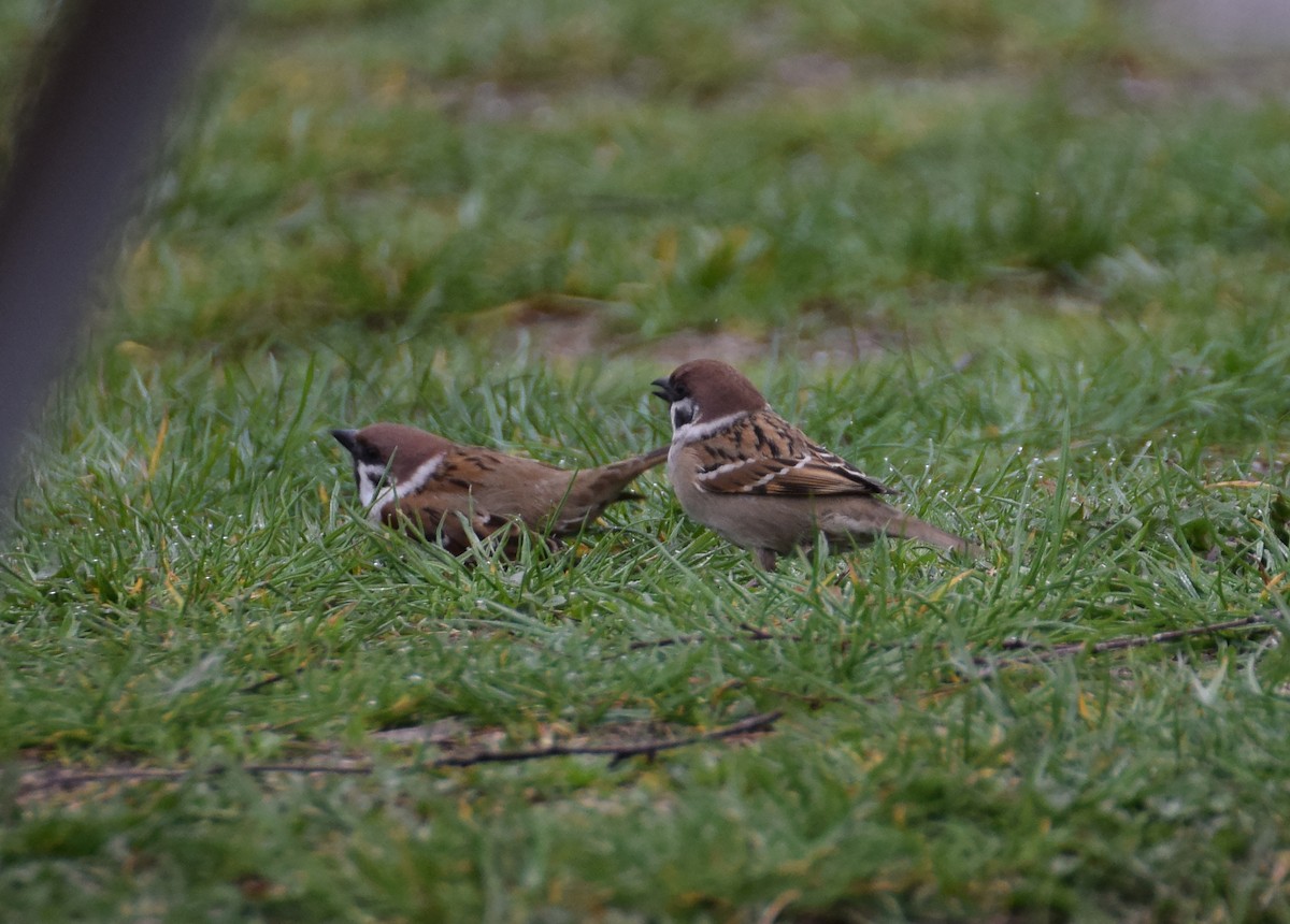 Eurasian Tree Sparrow - ML214495441