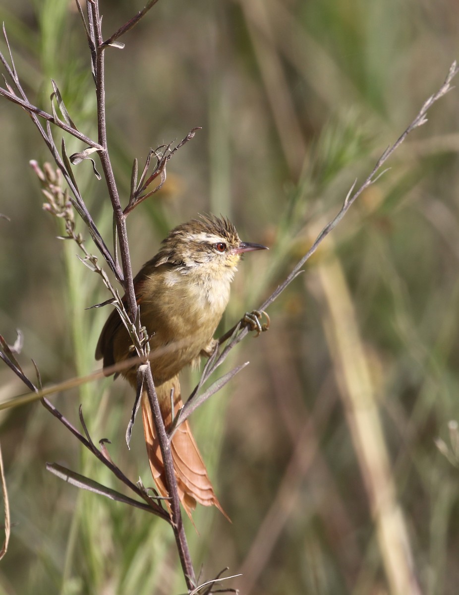 Olive Spinetail - ML214497051