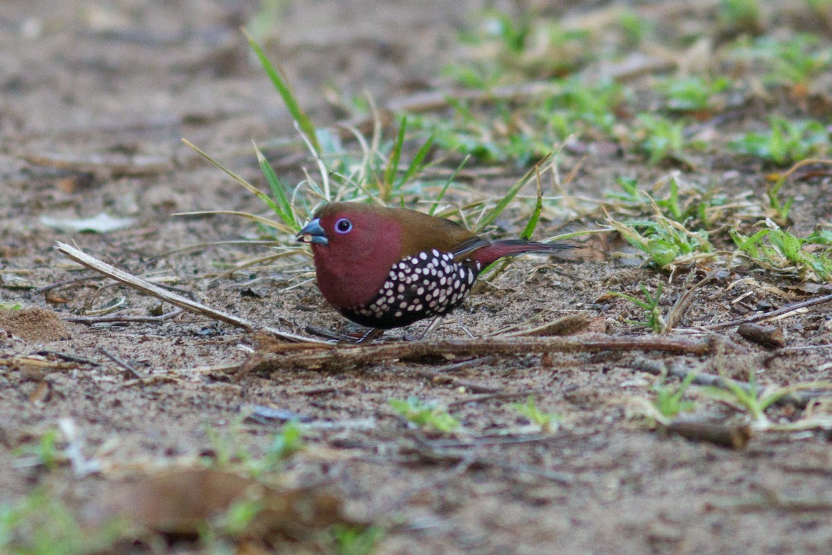 Pink-throated Twinspot - Josh Engel