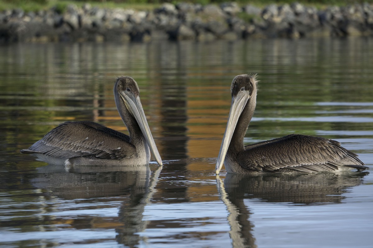 Brown Pelican - ML214501751