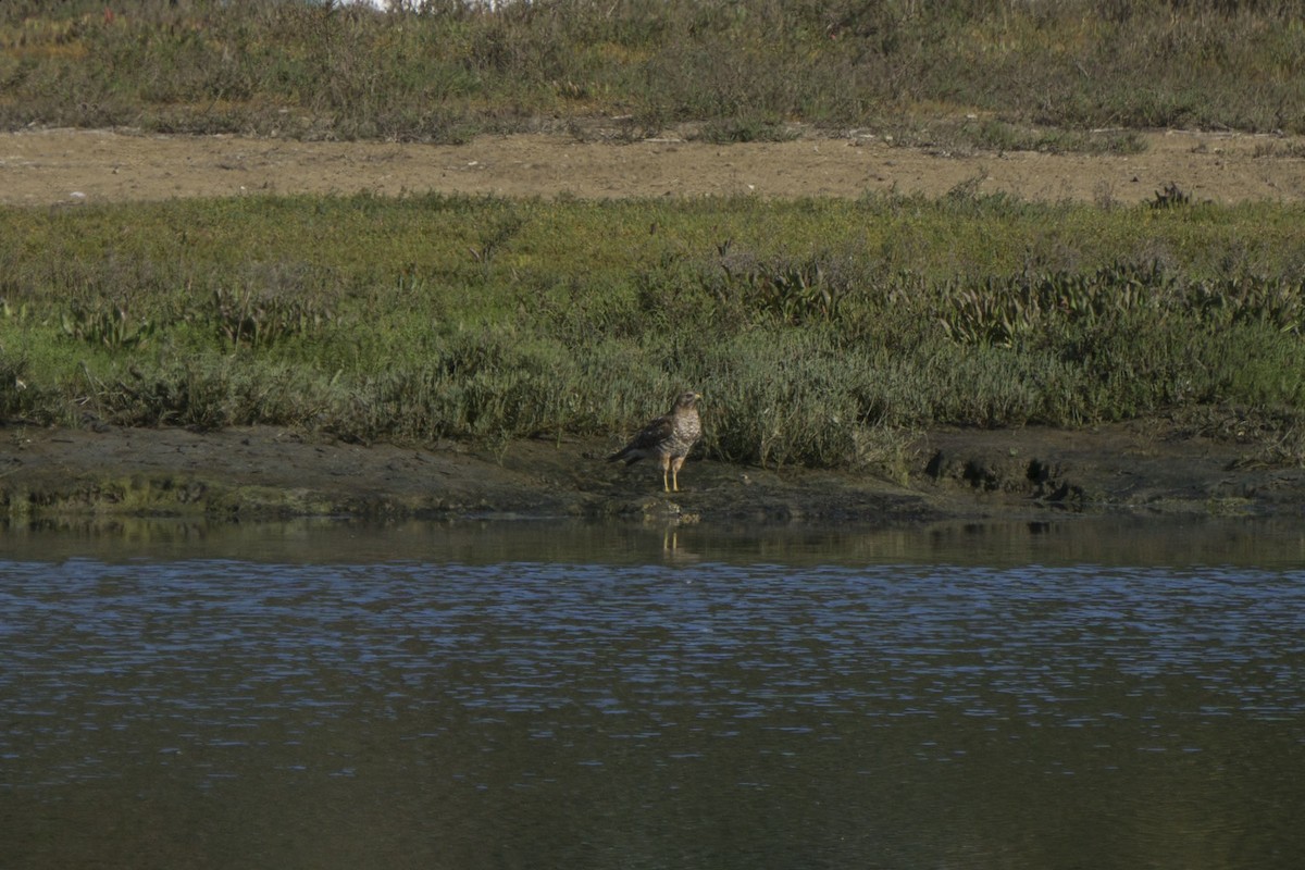 Red-shouldered Hawk - ML214501761