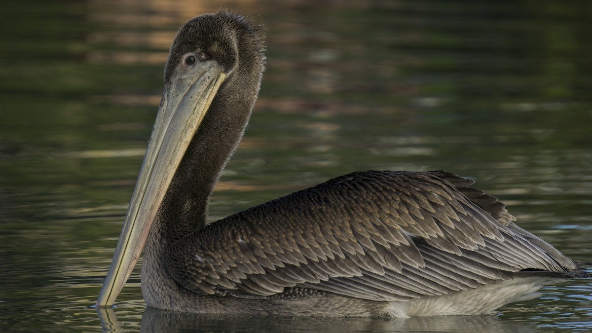 Brown Pelican - ML214502081