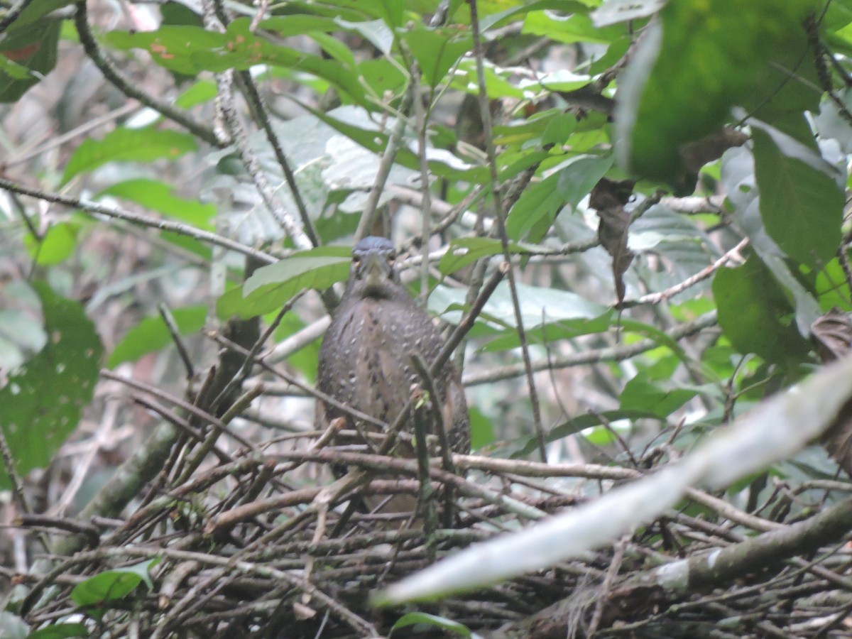 White-crested Tiger-Heron - ML214502421