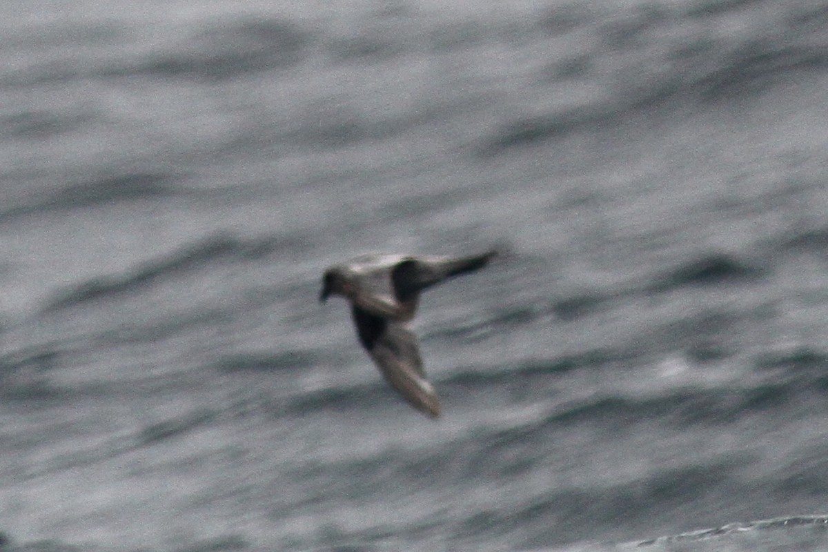 Fork-tailed Storm-Petrel - ML214503931