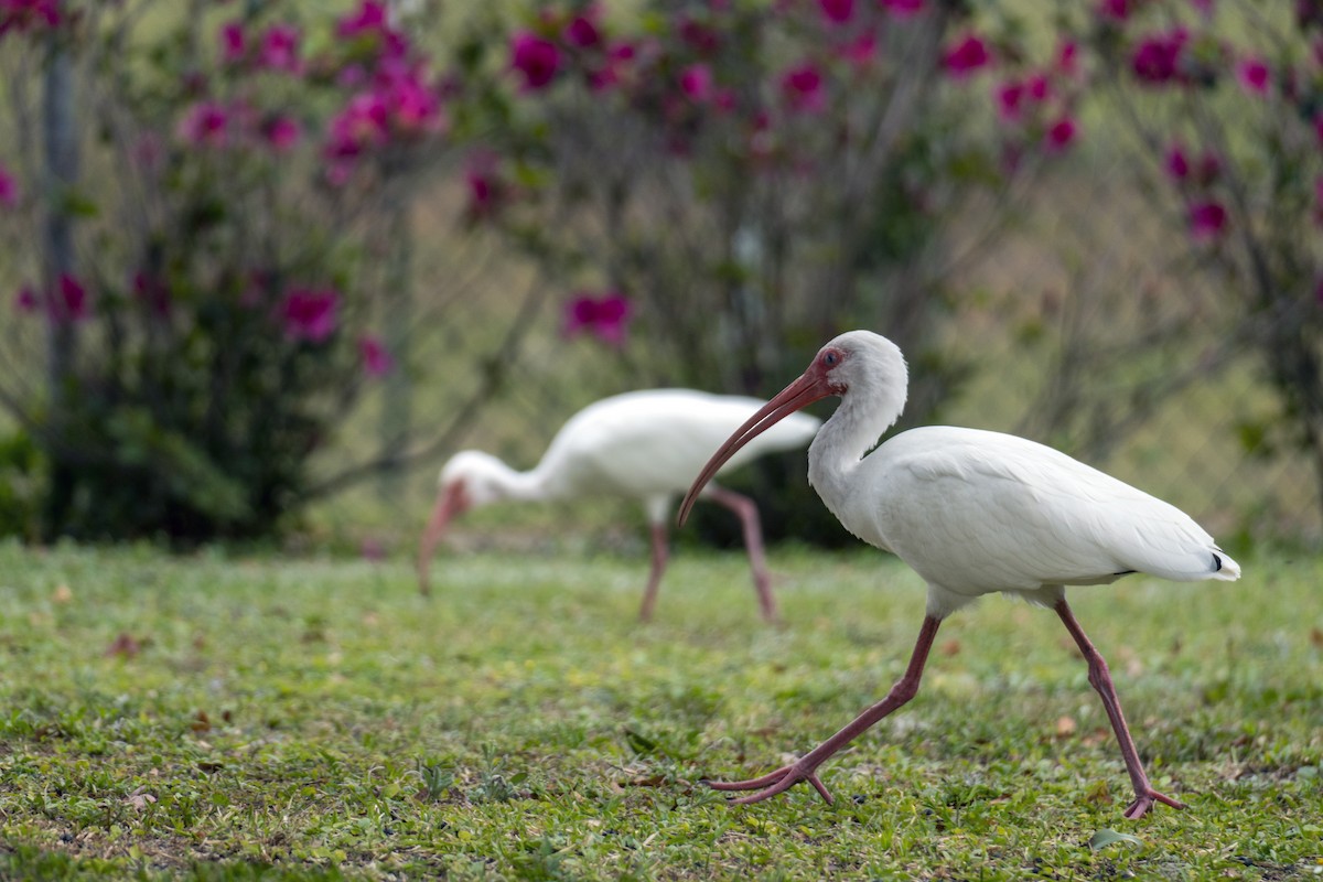 White Ibis - ML214504111