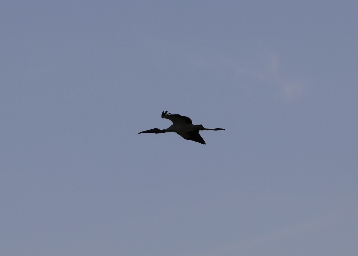 Wood Stork - ML214504521