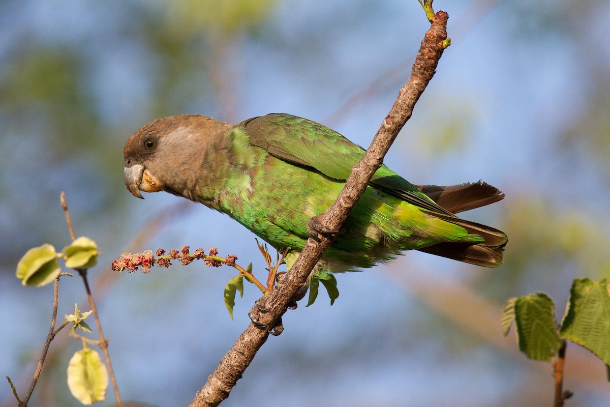 Brown-headed Parrot - ML21450701