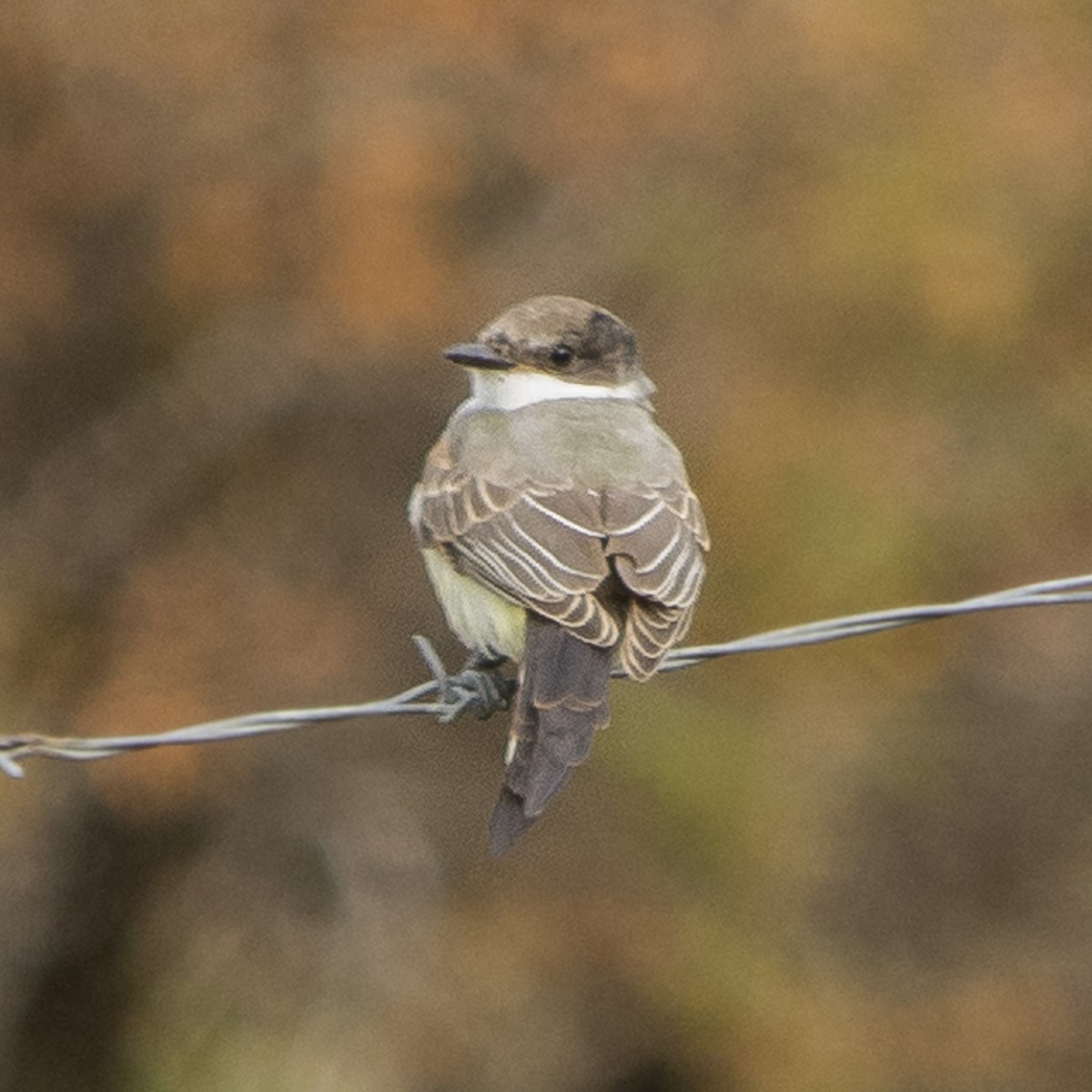 Fork-tailed Flycatcher - ML214507131