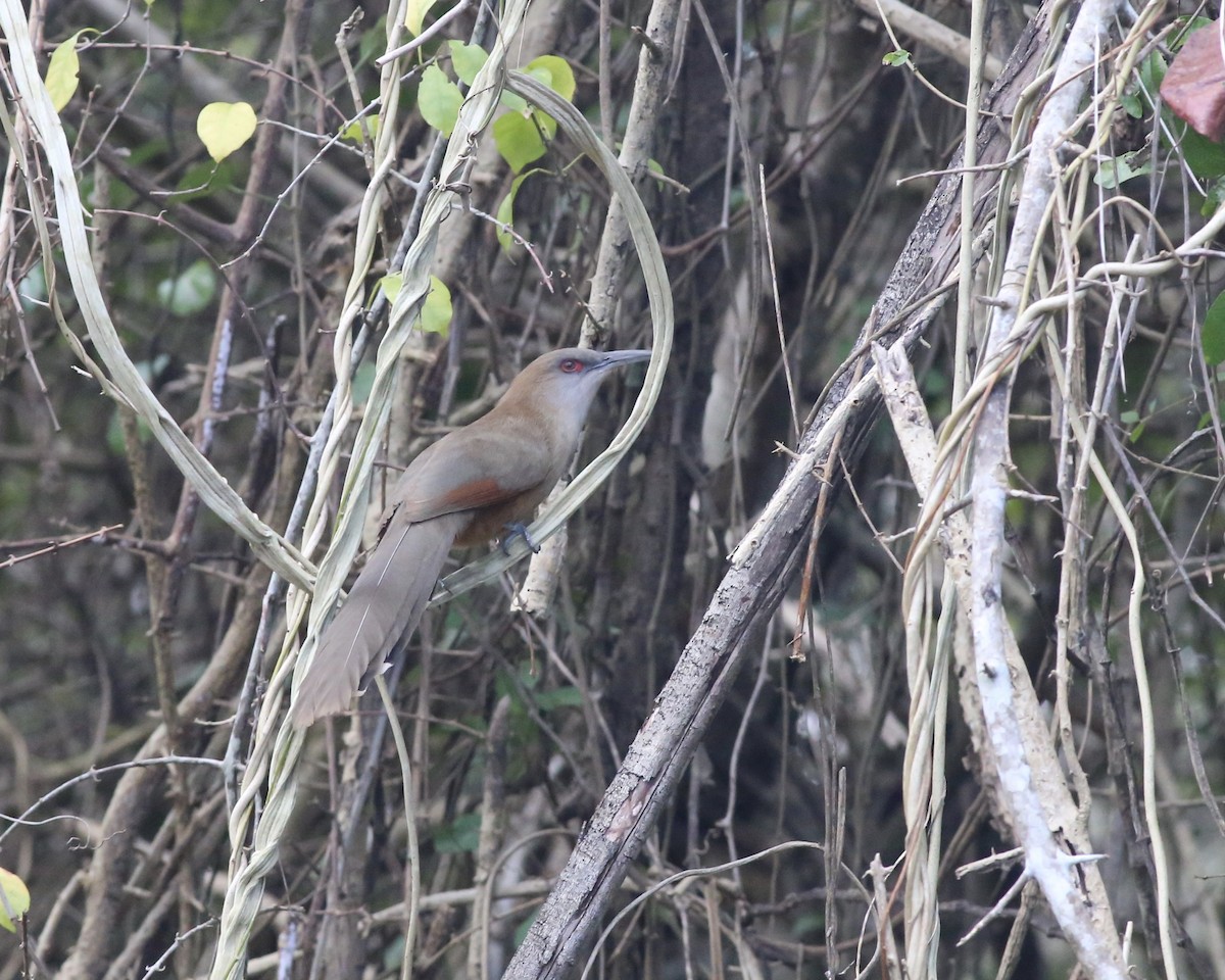 Great Lizard-Cuckoo (Cuban) - ML214508161