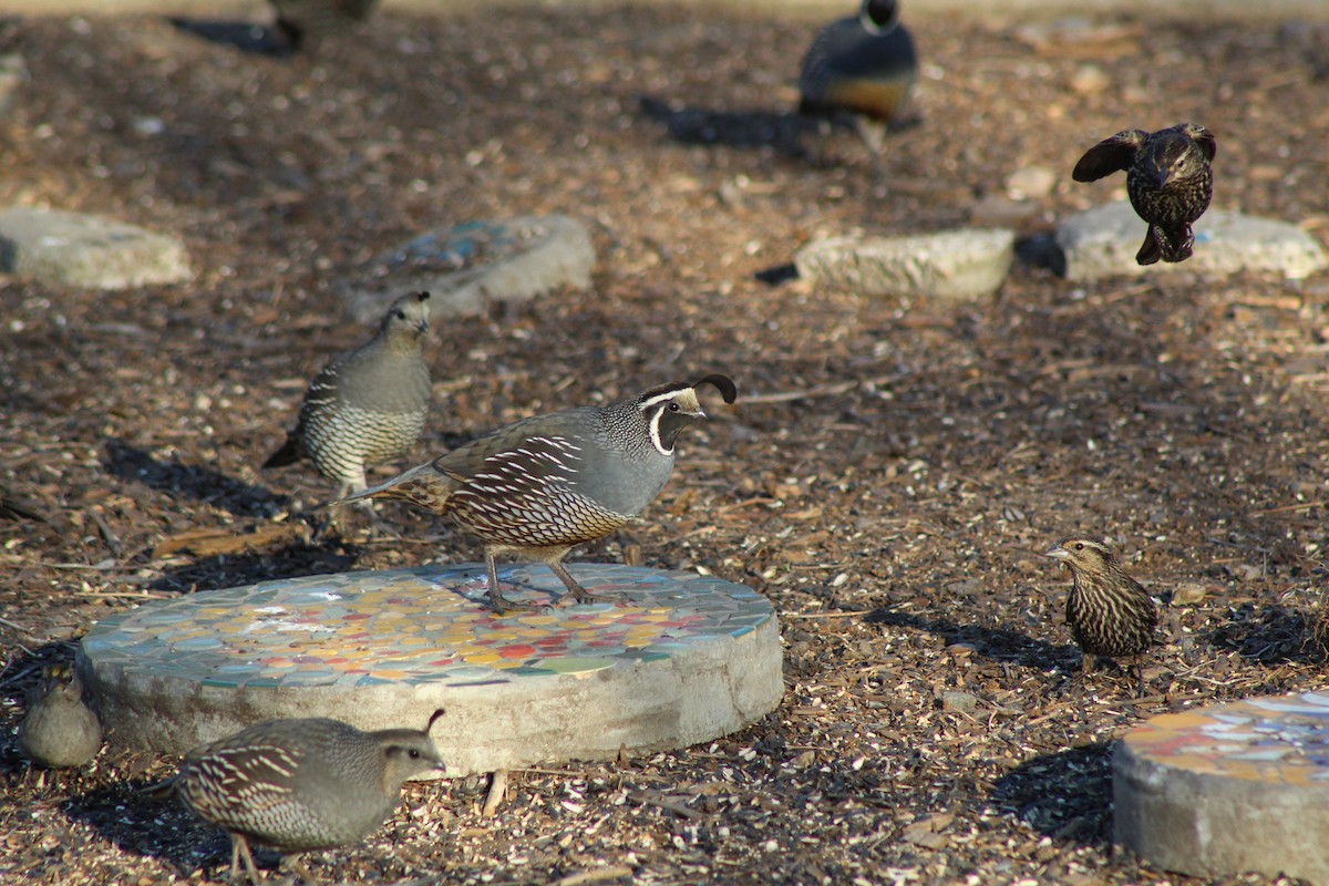 California Quail - Dan Kuhlman