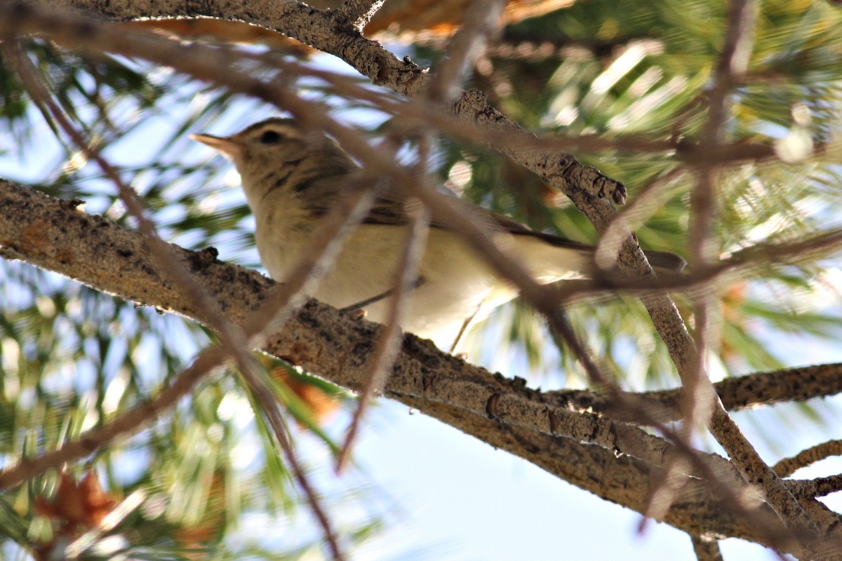 Warbling Vireo - Ginger Spinelli