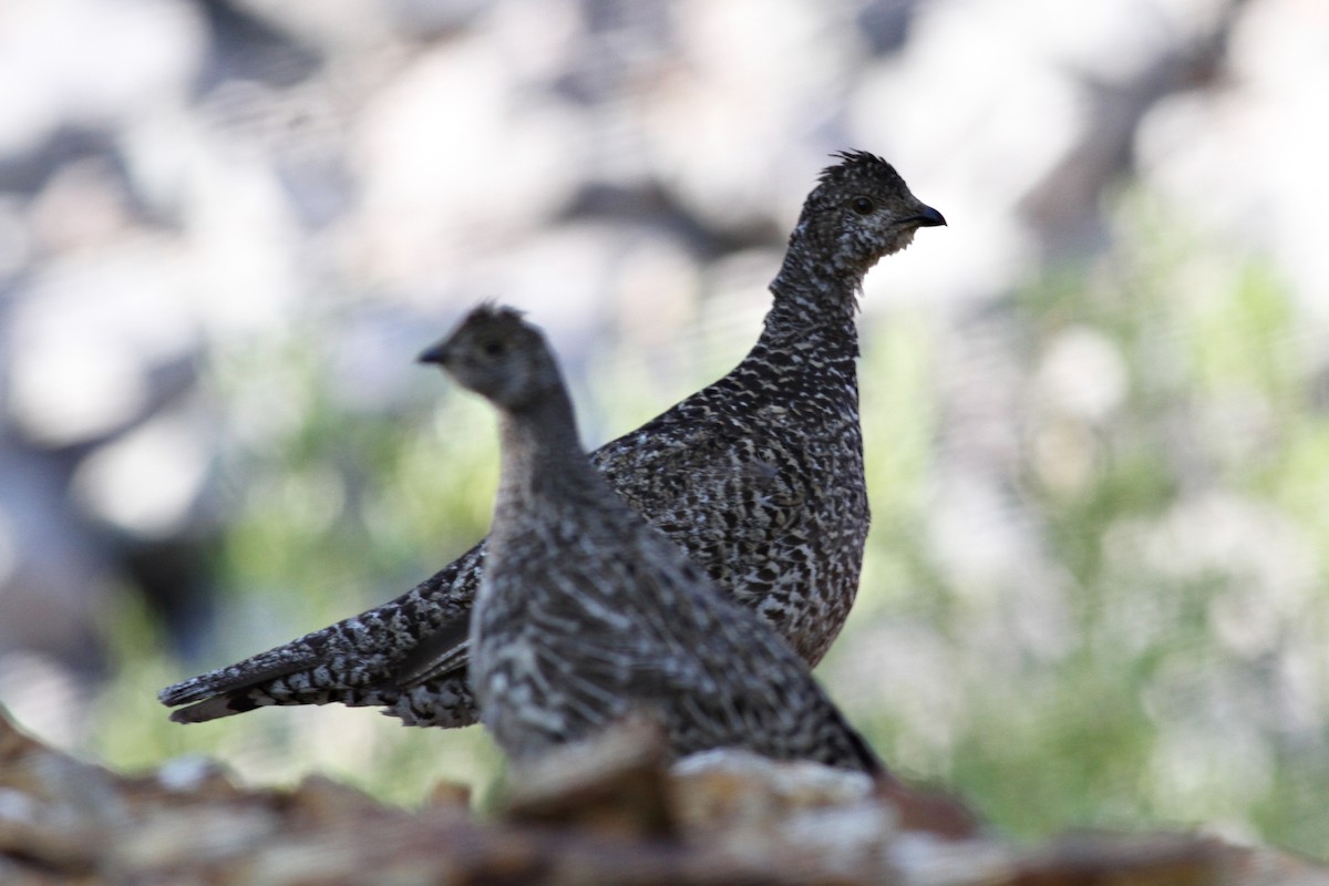 Sooty Grouse - ML214510041