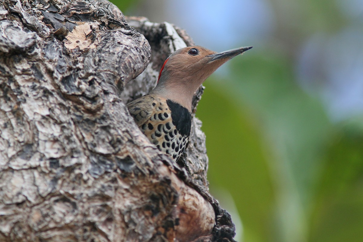 Northern Flicker (Grand Cayman I.) - ML214510961