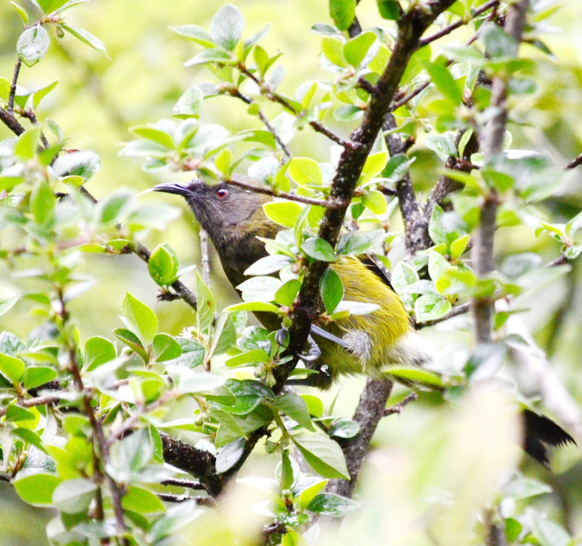 New Zealand Bellbird - ML214511721